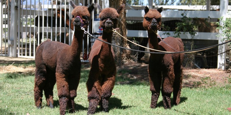 Open Ranch Day at the Alpaca Hacienda