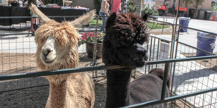 Alpacas saying hello to visitors