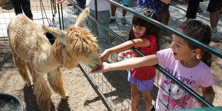 Kids feed an alpaca