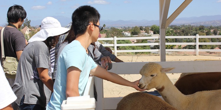 Visitors to The Alpaca Hacienda Open Ranch Day