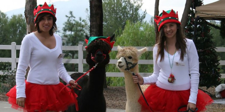 Alpaca Hacienda Holiday Open Ranch Day