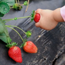 U-Pick Berries Provide Family Fun on the Farm