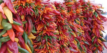 Bundle of chile peppers